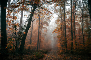 Dark Autumn Forest with Fog and a Pathway