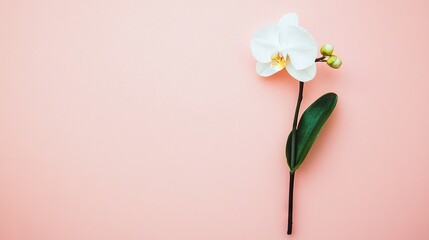 Fototapeta premium A white flower on a pink background with a green stem and a single bloom atop it