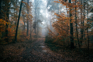 Dark Autumn Forest with Fog and a Pathway