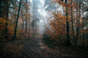 Schilderijen op glas Dark Autumn Forest with Fog and a Pathway © Jan Rozehnal