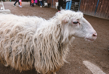 A white ram walks around the territory of the paddock on the farm.