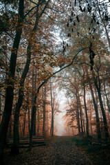 Dark Autumn Forest with Fog and a Pathway