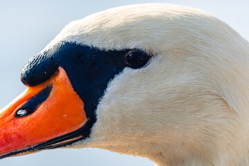 Close-up Portrait of a Mute Swan's Head with Focus on the Eye (Cygnus olor)