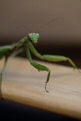 A surprised praying mantis looks  Green mantis insect macro photo