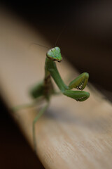 The mantis is crouching down and watching Green mantis insect macro photo