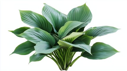 Lush green hosta plant displaying vibrant foliage against a clean white background for indoor decor