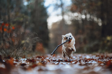 Chihuahua Enjoying an Autumn Day in the Forest Running with a Stick