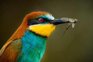 Close-up portrait of a European bee-eater (Merops apiaster) with an insect in its beak