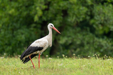 Stork (Ciconia ciconia) Walking Through Tall Grass in Meadow Searching for Food