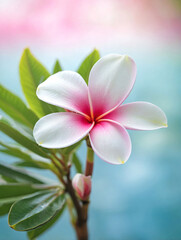 Fototapeta premium Single Plumeria Flower with Soft Water and Sky Blur
