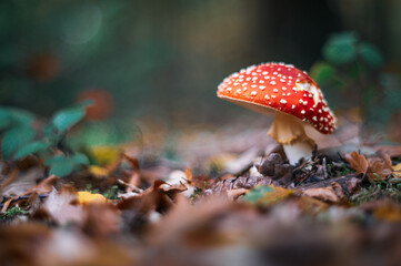 Deadly Poisonous Fly Agaric Mushroom Growing in Autumn Forest
