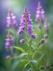 Obraz premium Vervain Flower in the Breeze with Soft Motion Blur