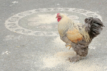 The appearance of a handsome adult male Brahma chicken. This large and heavy body chicken has the scientific name Gallus gallus domesticus.