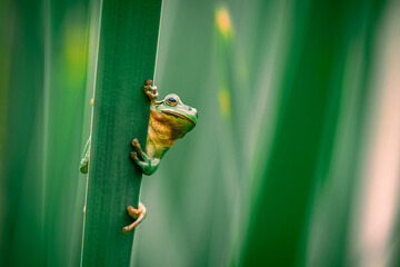 European Tree Frog Climbing on Cattail in a Summer Green Environment