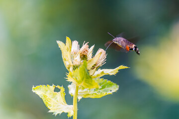 A hummingbird hawk-mothfeeding on flower in dark forest