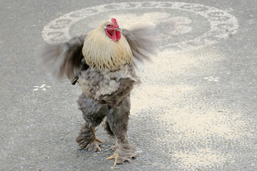 The appearance of a handsome adult male Brahma chicken. This large and heavy body chicken has the...