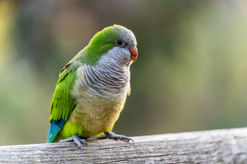 Monk Parakeet Resting on a Railing with Colorful Background