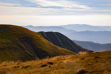 The mountain slopes of the Carpathians are covered with a yellow carpet of blueberry plants in...