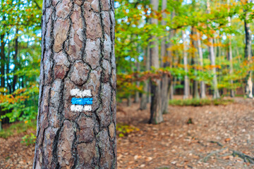 Tourist trail marker on tree in a beautiful summer forest