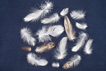 Studio photography of duck down and feathers on dark cloth, South Korea