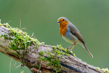 European Robin Standing on Moss-Covered Branch in Spring Forest
