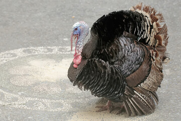 An adult male turkey flares its wing and tail feathers to threaten intruders entering its...