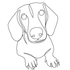 Fototapeta premium One continuous single drawing line art doodle animal, pet, dog, dachshund, doggy. Isolated flat illustration hand draw contour on a white background 