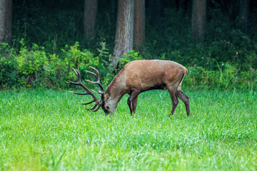 Majestic stag grazing peacefully in forest landscape scene