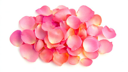 Fototapeta premium Colorful pink rose petals scattered on a white surface for decoration or crafting purposes