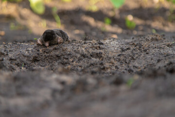 Dead mole in the garden. Selective focus.