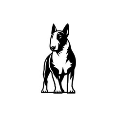 Fototapeta premium Bull Terrier Dog