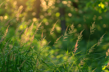 Golden sunlight filtering through grass in a serene forest during late afternoon