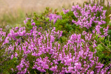 Obraz premium Close-up of pink heather flowers growing in Iceland