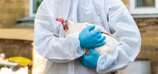 A veterinarian analyzes a chicken. Selective focus.