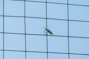 キマダラカメムシ