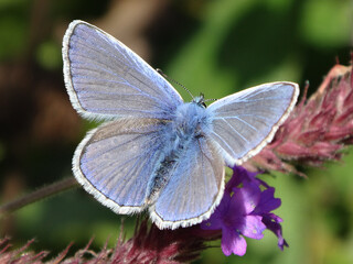 The common blue butterfly (Polyommatus icarus), male perching on verbena