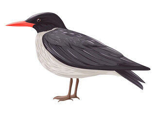 a bird with a red beak