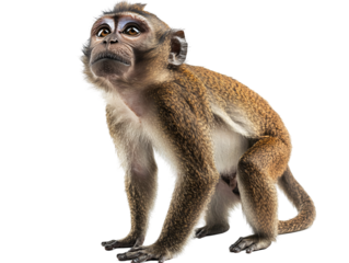 a monkey with a surprised face