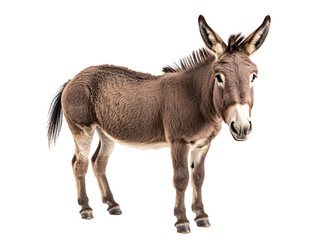 a donkey standing on a white background