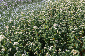 Close up of flowers of buckwheat. Blooming buckwheat field
