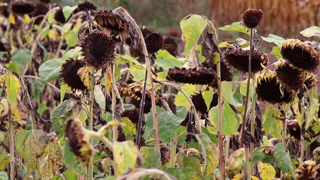 Drought with dry and withered sunflowers in extreme heat periode with hot temperatures and no rainfall due to global warming causes crop shortfall with water shortage on agricultural sunflower fields