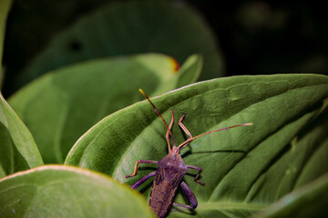 insects hiding behind leaves