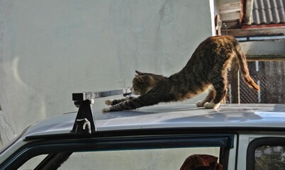 cat stretching with its back arched on the roof of a car