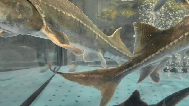 Sale of live sturgeon fish in market. Sturgeon fish in aquarium. Live sturgeons for sale in fish shop, fish swims in supermarket.