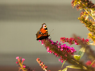 Rusałka Pawik na Budlejach Dawida © Daniel