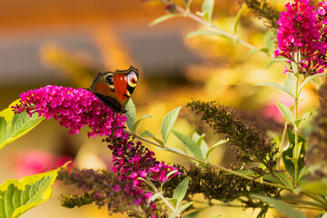 Rusałka Pawik na Budlejach Dawida © Daniel