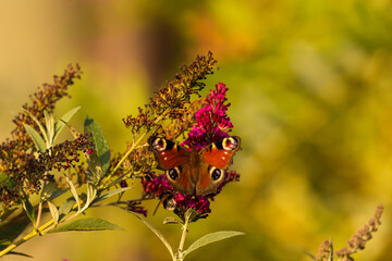 Rusałka Pawik na Budlejach Dawida © Daniel