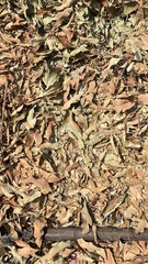 dry leaves and feet
