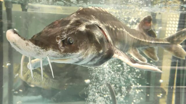 Sale of live sturgeon fish in market. Sturgeon fish in aquarium. Live sturgeons for sale in fish shop, fish swims in supermarket.