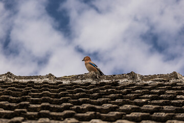 Sójka zwyczajna w Borach Tucholskich © Daniel